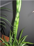 sanseveria cylindrica, malo omotana